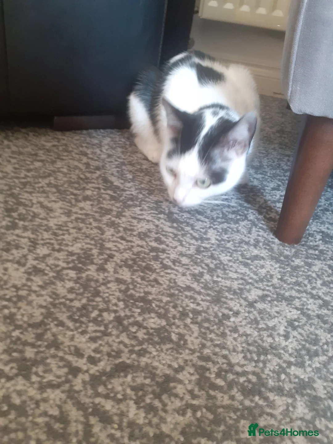 Mixed Breed cats for sale: 2 grey and 1 black and white kittens - Advert 10