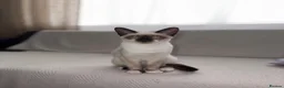 Siamese cats for sale: Oriental Siamese 6month old - Advert 3