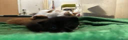 Turkish Angora cats for sale: Two  tuxedo kittens for sale  - Advert 6