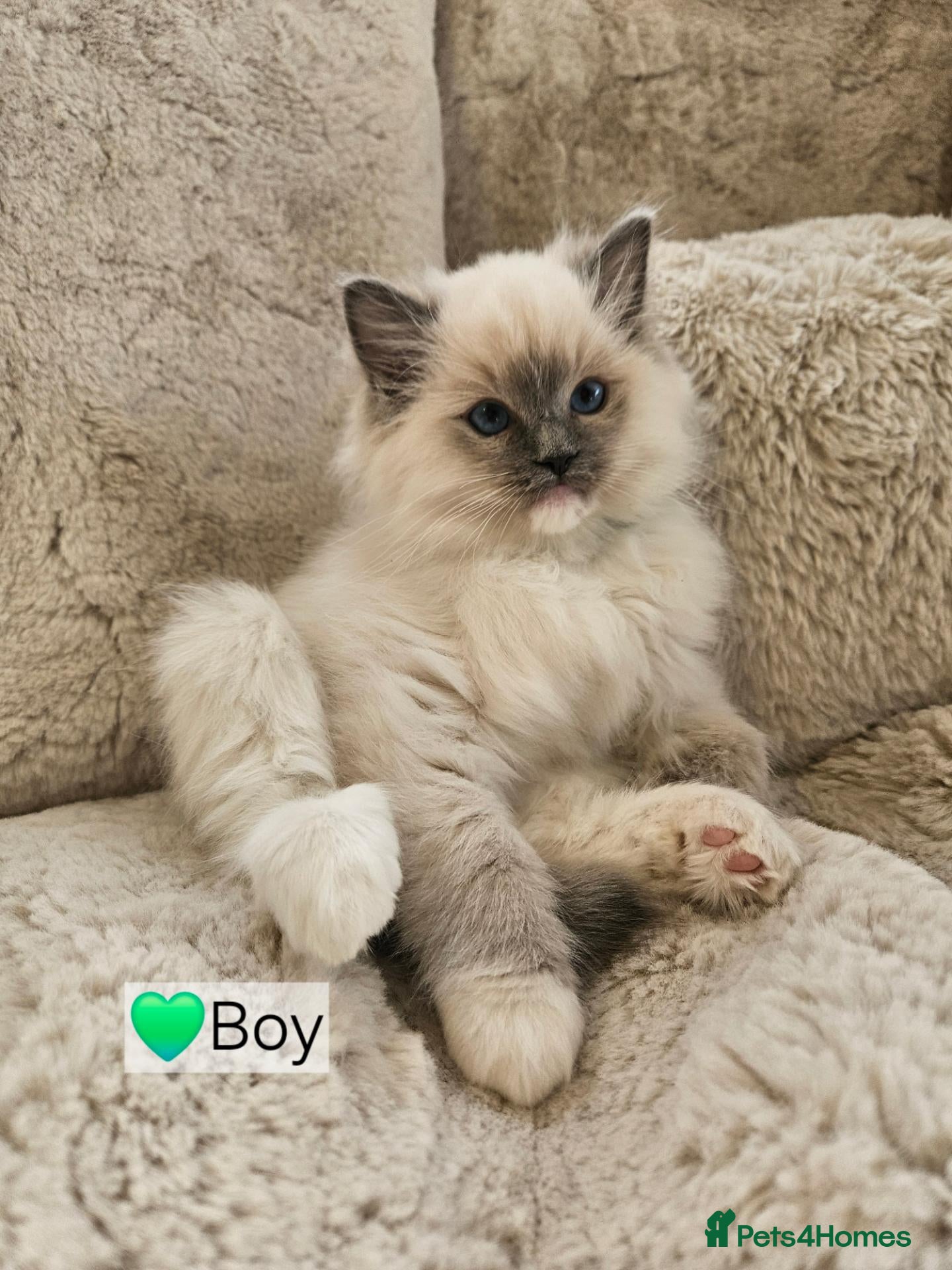 Ragdoll cats Pure Ragdoll Kittens Ready Leave Now  - Advert 2