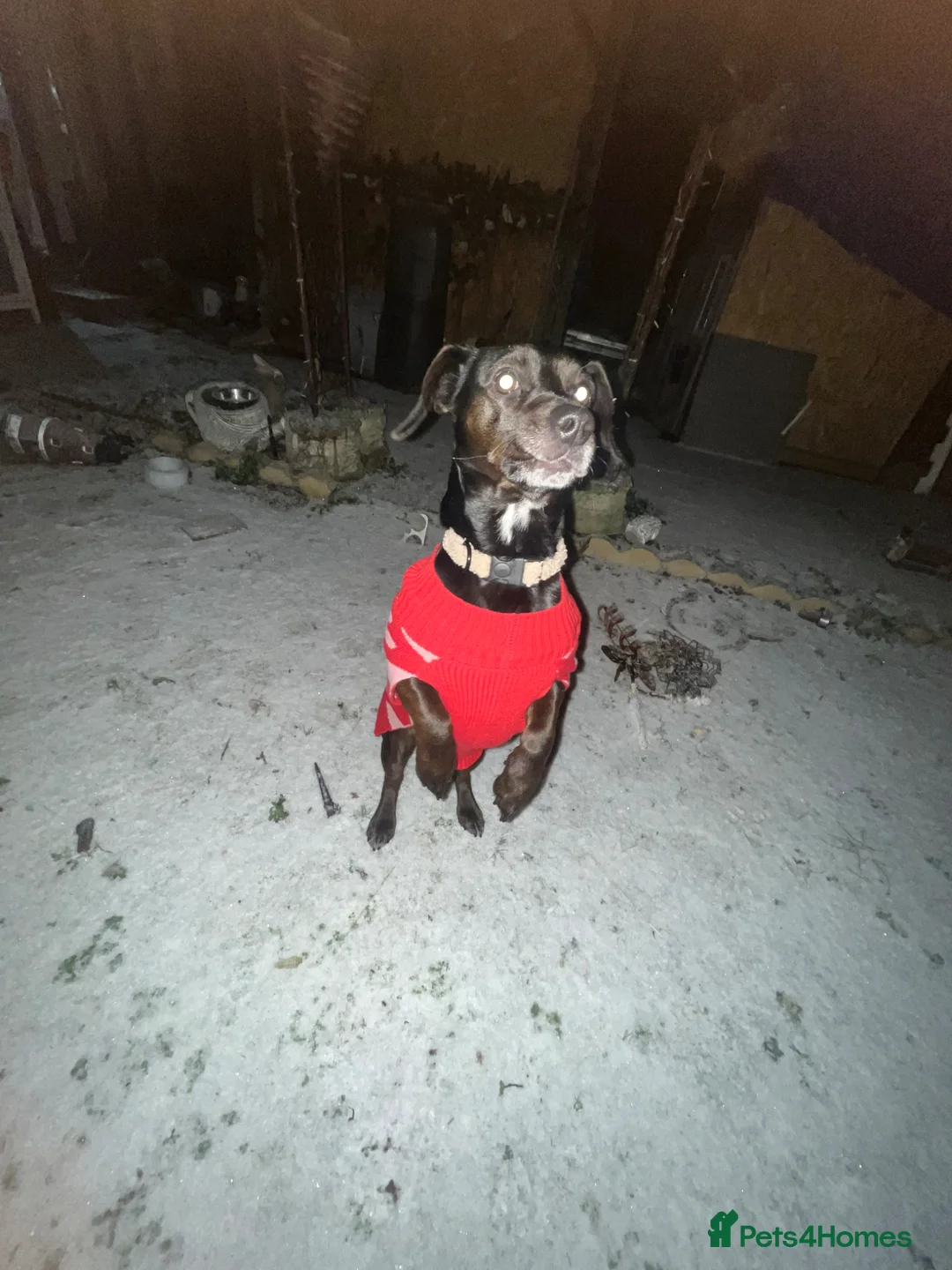 Mixed Breed dogs for sale: Buddy  in Salford - Advert 2