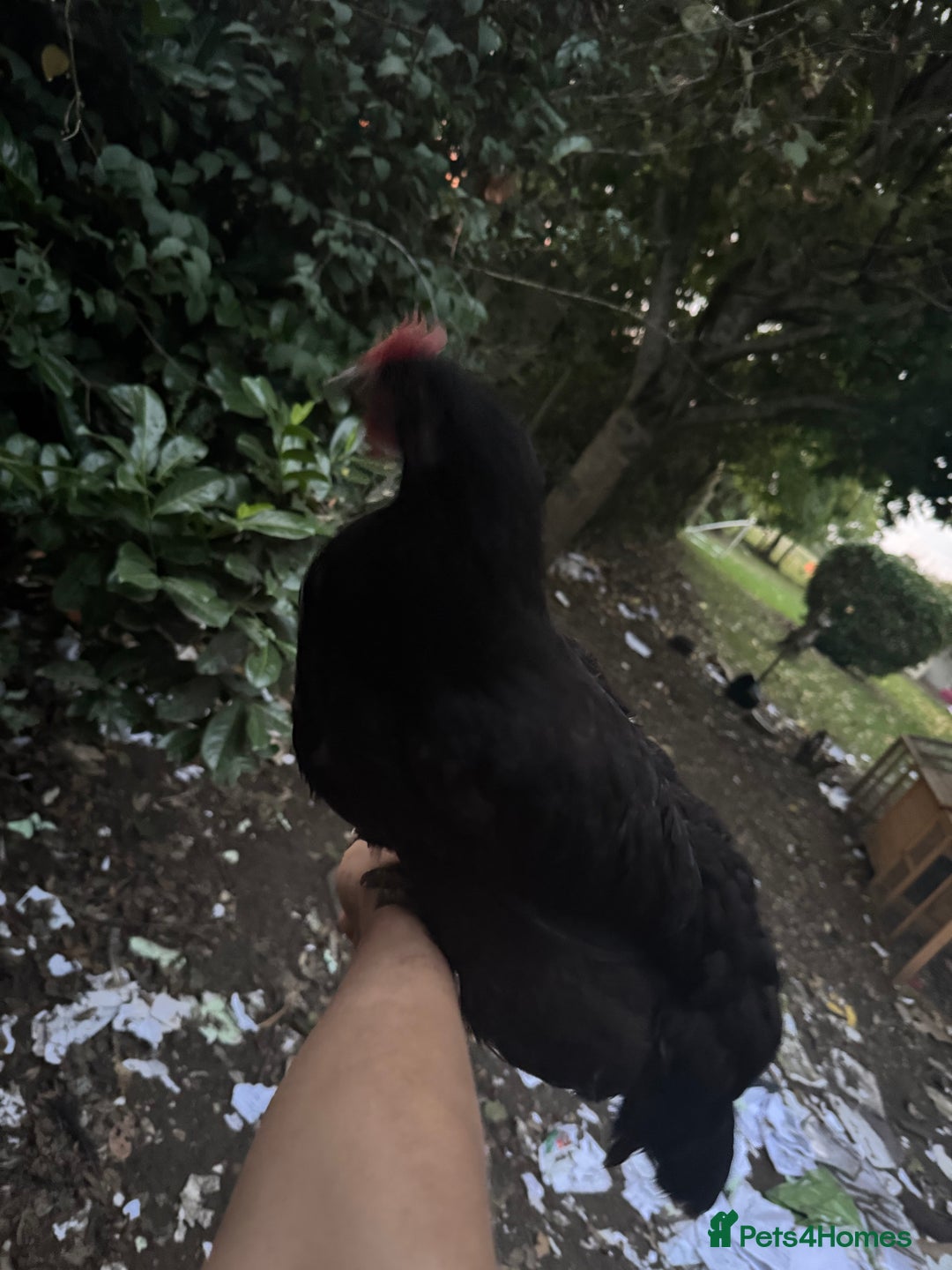 Chickens poultry for sale: Flock of Chickens - Image 14
