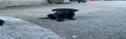 Borador dogs for sale: Gorgeous litter of lab x collie pups ready to go - Advert 8