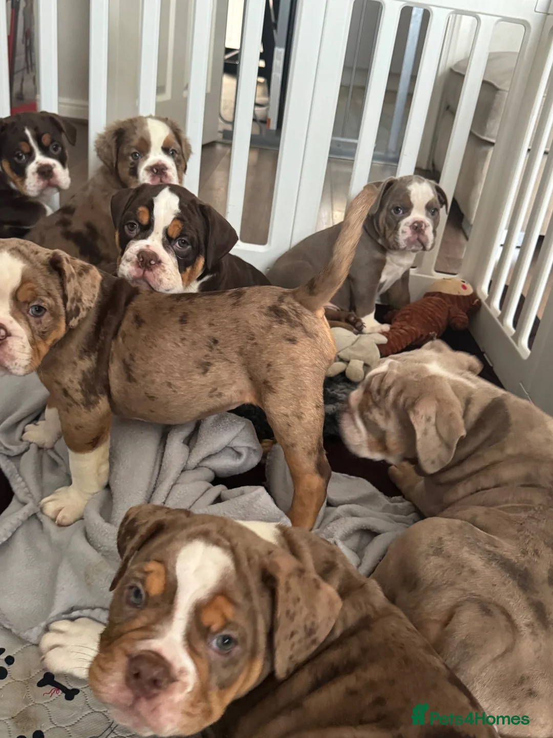 Olde English Bulldogge dogs for sale: 3 Olde English bulldogges READY FOR NEW HOMES ✨  - Advert 1