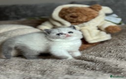 British Shorthair cats for sale: Lilac tortie bi colour point F ( ready 20 .12) - Image 6