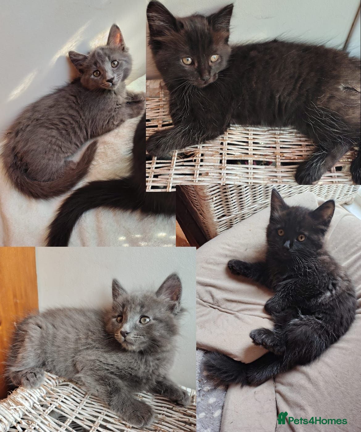Mixed Breed cats 4 Fluffy domestic x ragdoll mix kittens - Advert 2