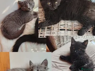 Mixed Breed cats 4 Fluffy domestic x ragdoll mix kittens - Advert 2