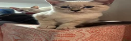 Bengal cats for sale: Bengal x ragdoll kittens - Advert 10