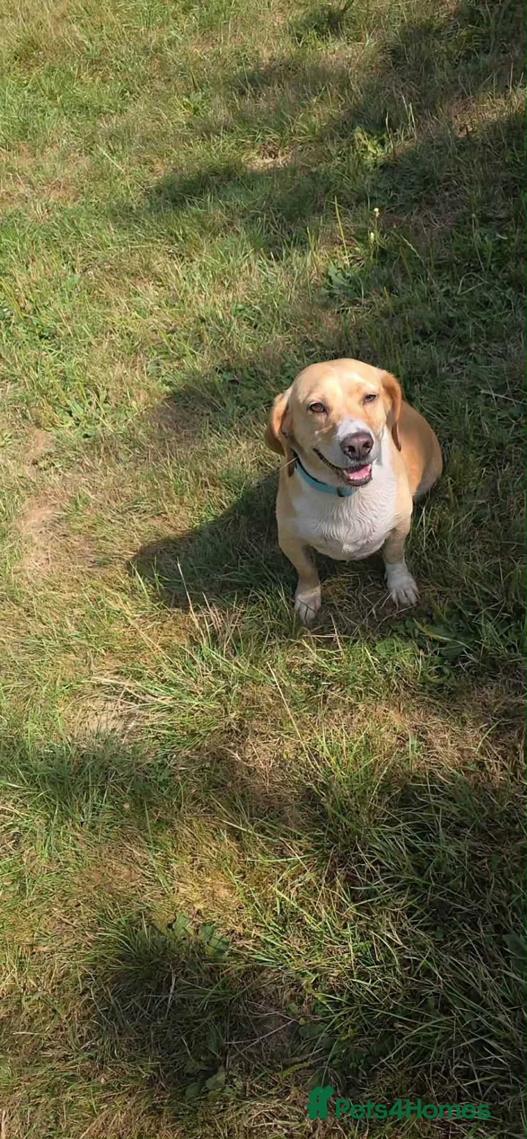 Mixed Breed dogs for adoption: Tommy deserves his forever in Havant - Advert 10