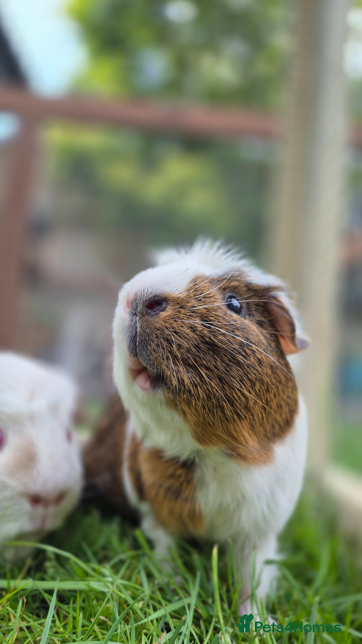 Guinea Pig rodents for sale: 2 male guinea pigs very friendly  - Advert 4
