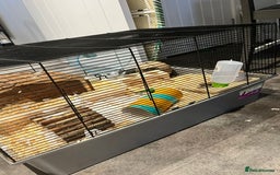 Hamster rodents for sale: Hamster looking for a new home - Image 4