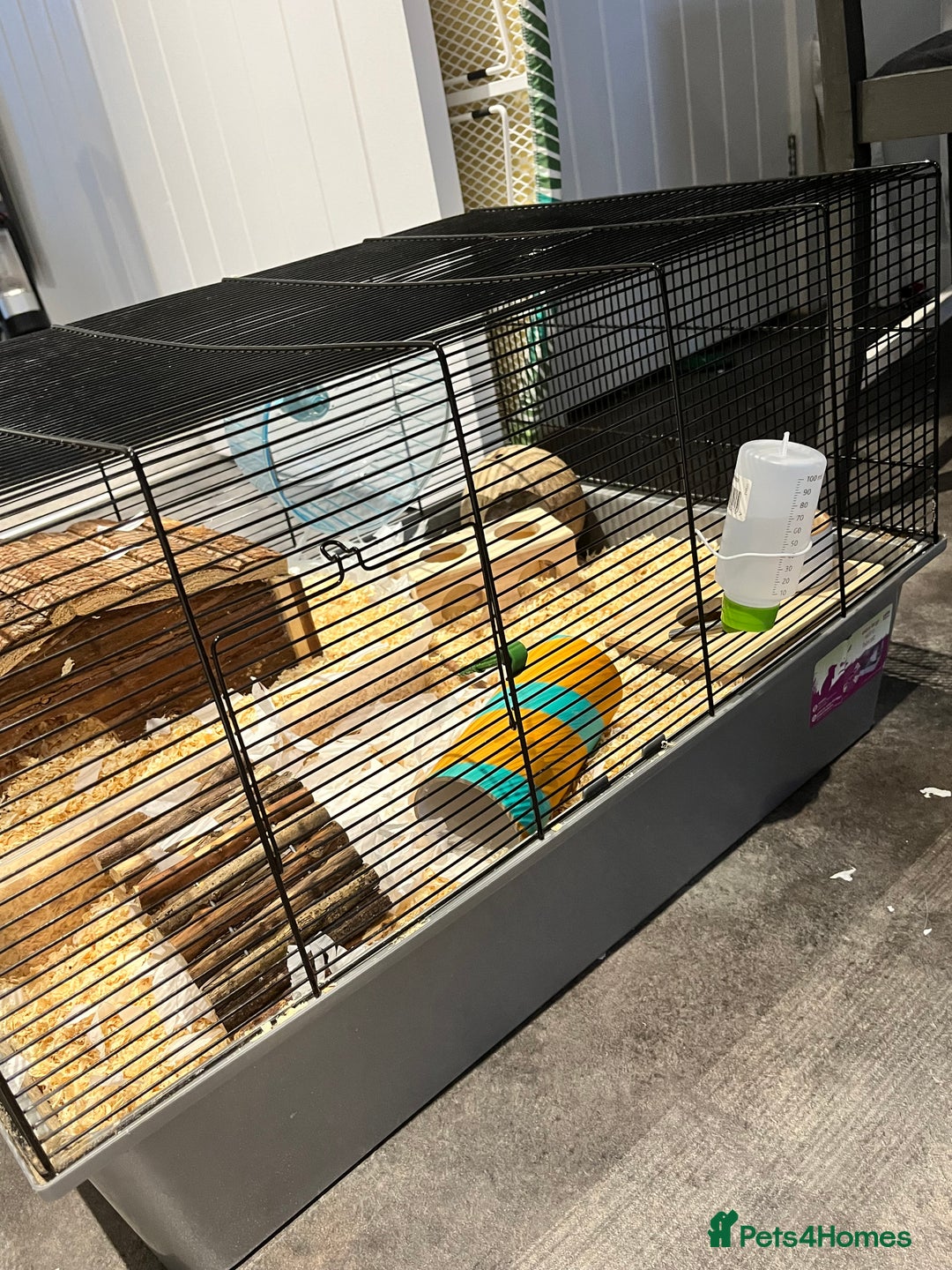 Hamster rodents for sale: Hamster looking for a new home - Image 4