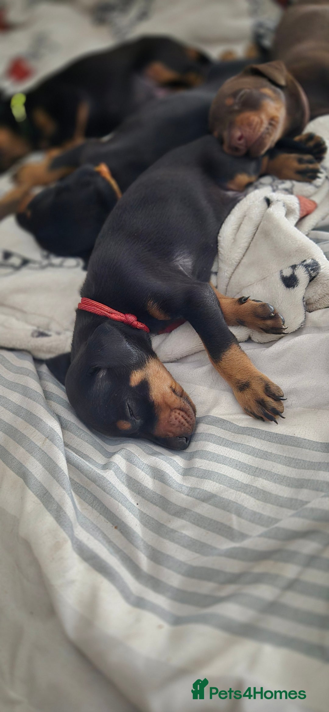 Dobermann dogs for sale: Dobermanns for Sale - Advert 2