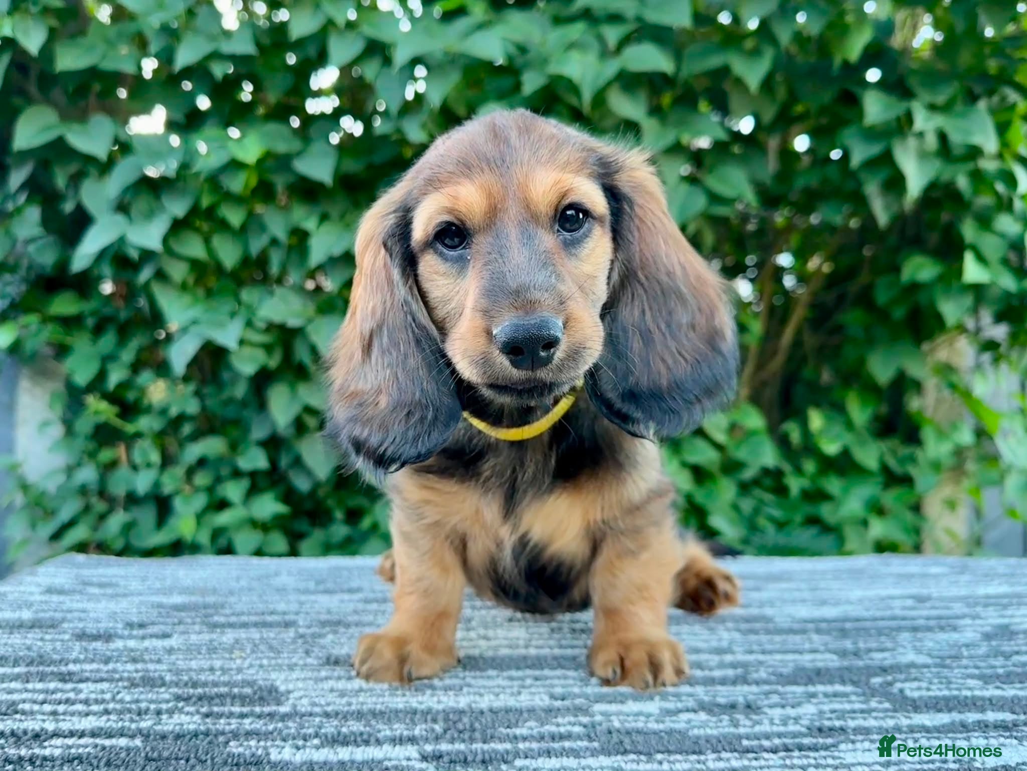 Dachshund dogs New Photos! Standard Longhair Dachshunds - Advert 1