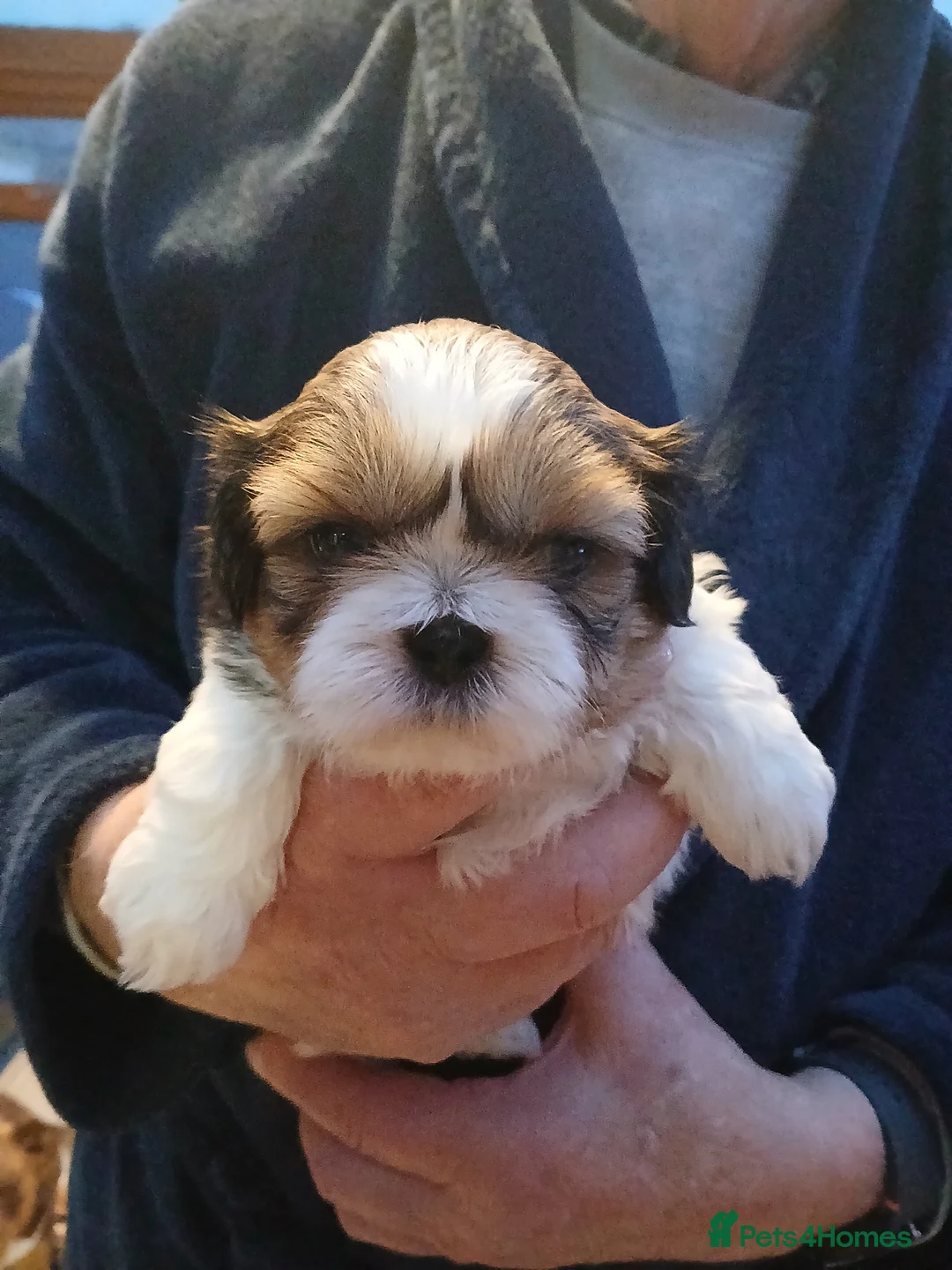 Shih Tzu dogs for sale: 4 Shih-tzu boy puppies for sale 1200/1300 - Advert 7