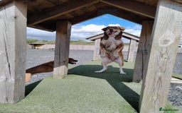 Mixed Breed dogs for sale: Collie cross 6 years old  - Image 3