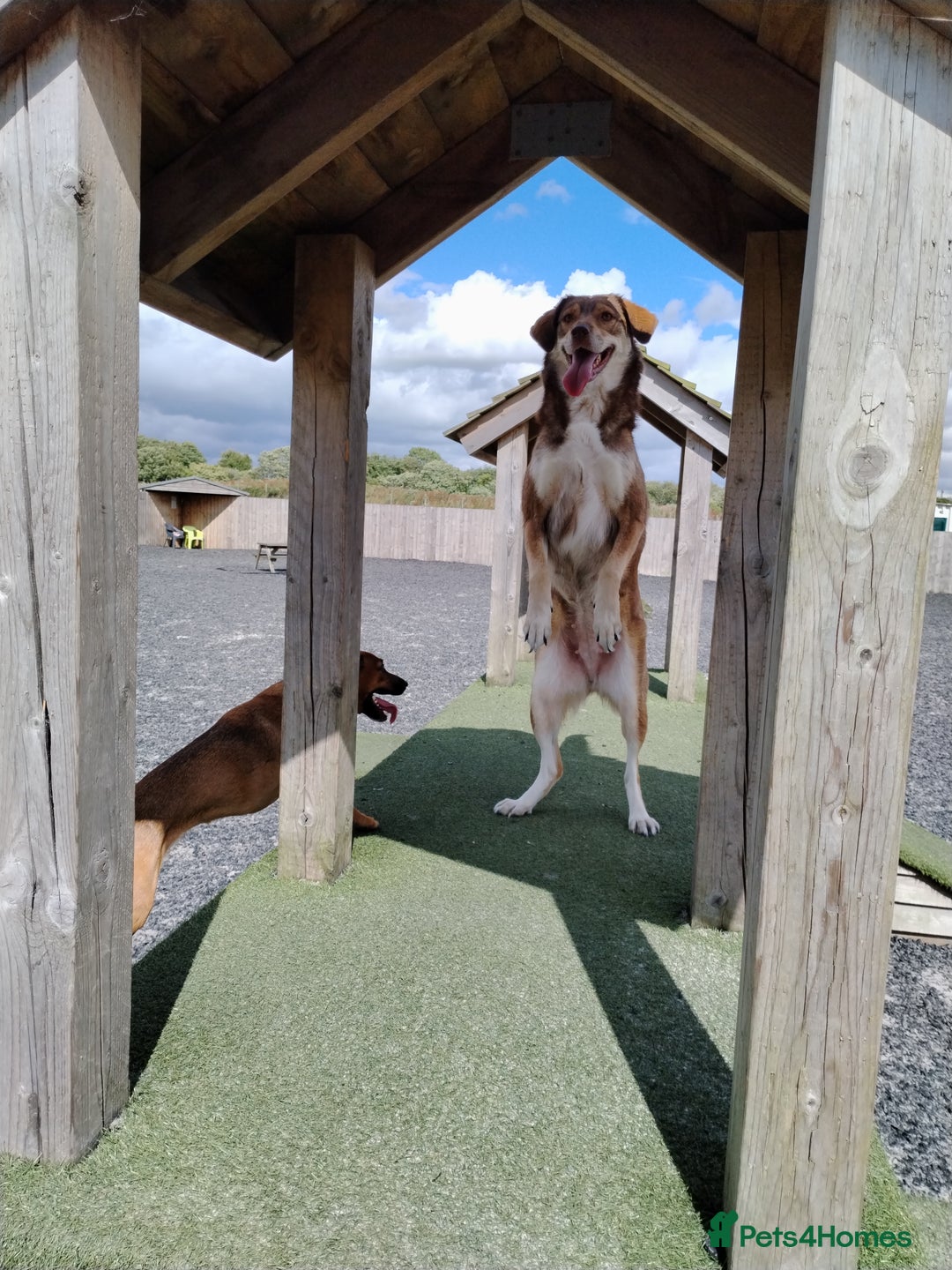 Mixed Breed dogs for sale: Collie cross 6 years old  - Image 3