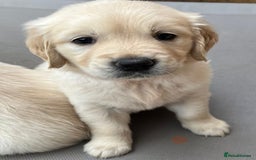 Golden Retriever dogs for sale: Beautiful KC Golden Retriever Babies  - Image 12