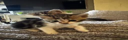 Mixed Breed cats for sale: Beautiful kittens - Advert 7