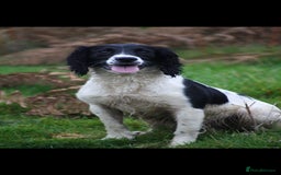 English Springer Spaniel dogs for sale: Stunning DNA Clear KC Springer Spaniel Puppies  - Image 29