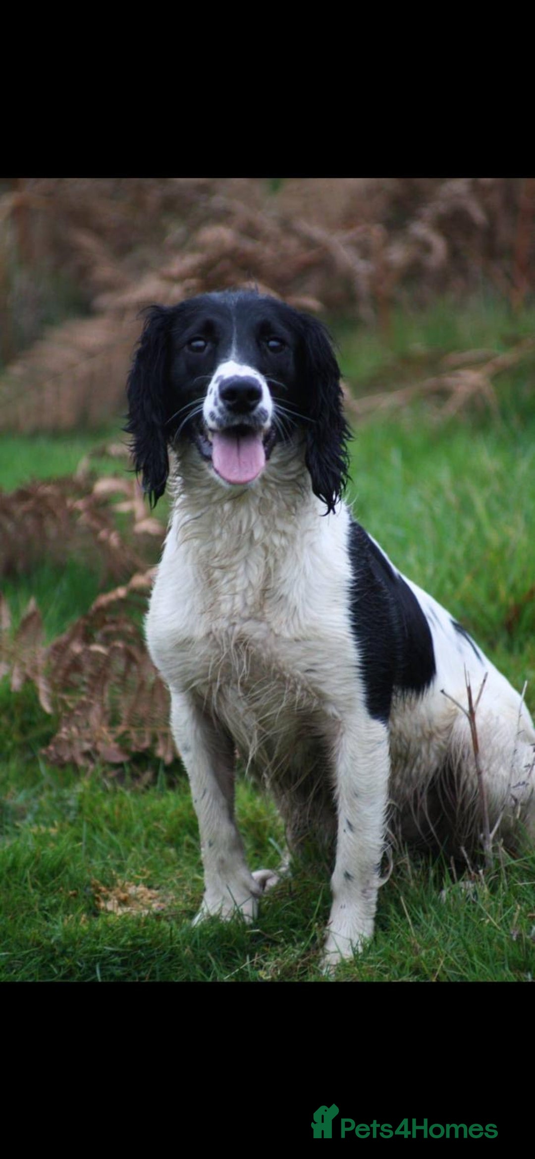 English Springer Spaniel dogs for sale: Stunning DNA Clear KC Springer Spaniel Puppies  - Image 29