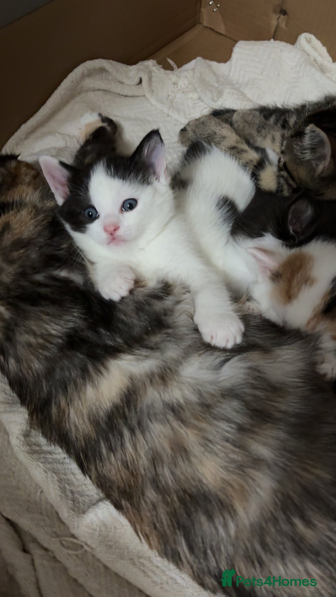 Mixed Breed cats ✨ 5 BEAUTIFUL KITTENS READY 26th MAY ✨ - Advert 8