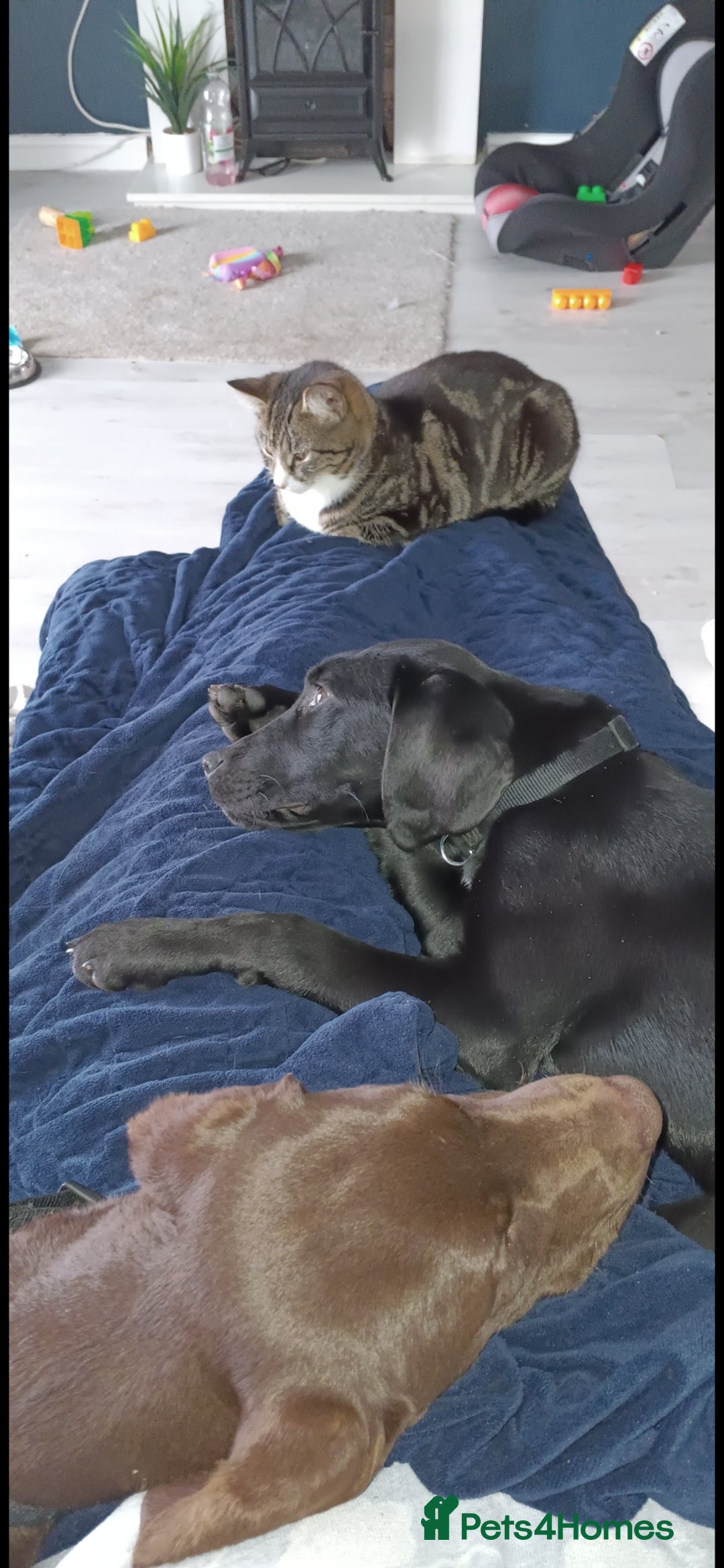 Mixed Breed dogs for sale:  Dalmador female puppies - Image 8
