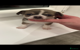 Chihuahua dogs for sale: Stunning chihuahua litter  - Image 24