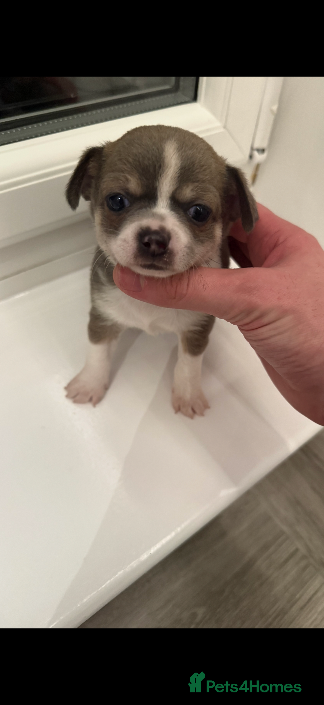 Chihuahua dogs for sale: Stunning chihuahua litter  - Image 24