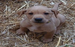 Labrador Retriever dogs for sale: KC Registered Fox Red & Yellow Labradors - Image 9