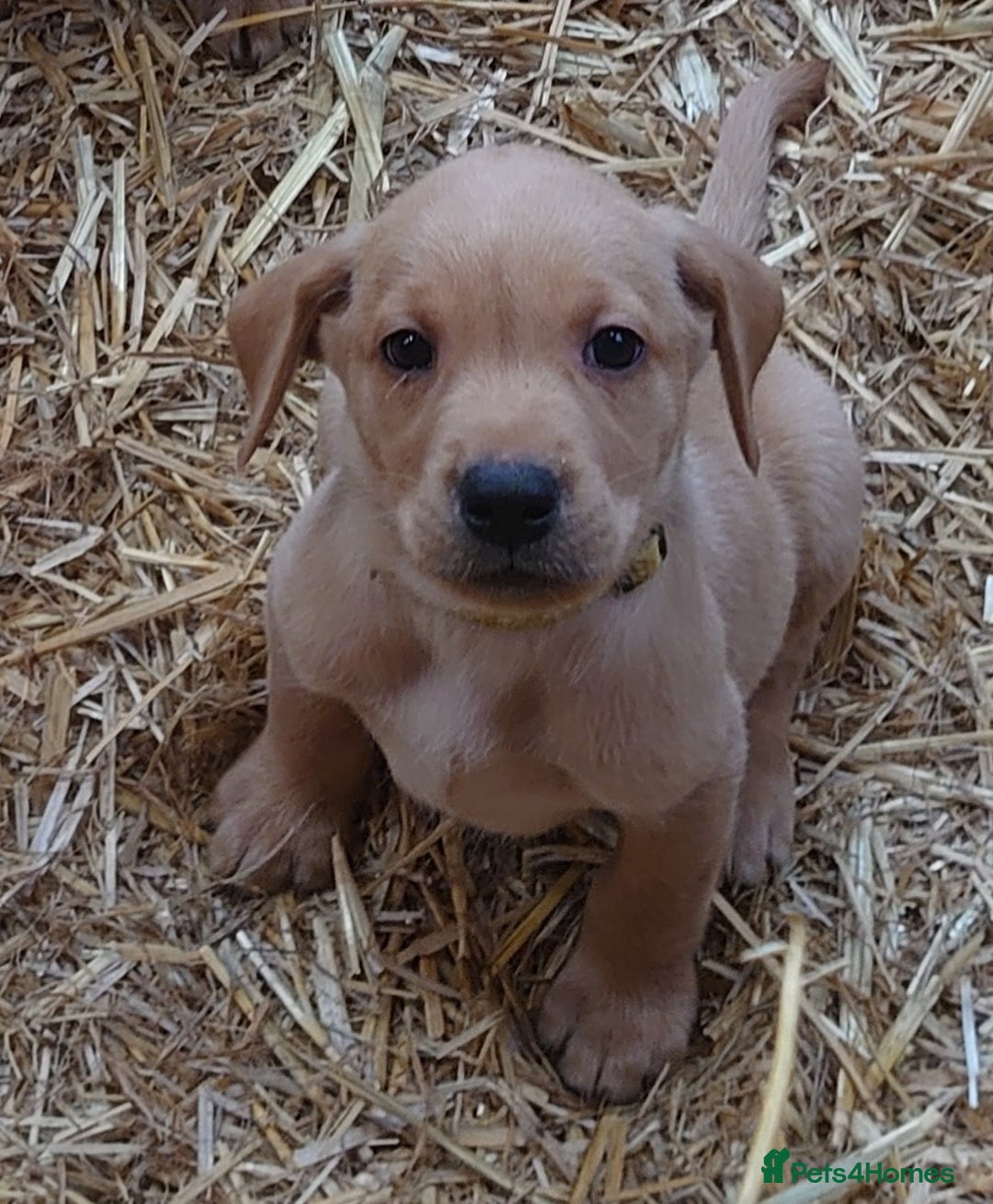 Labrador Retriever dogs for sale: KC Registered Fox Red & Yellow Labradors - Image 9
