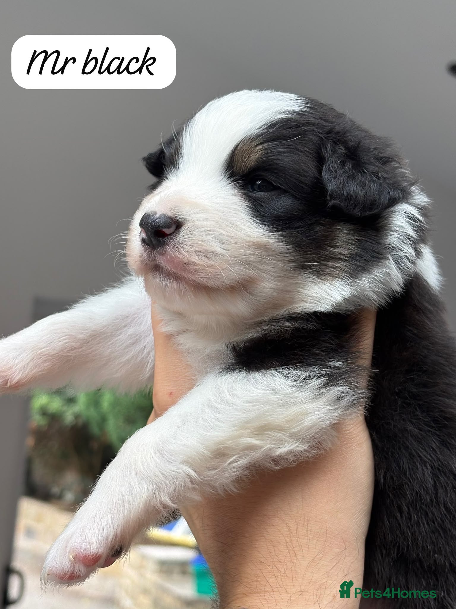 Australian Shepherd dogs Outstanding Merle/Black Tri KC Reg Puppies  - Advert 7