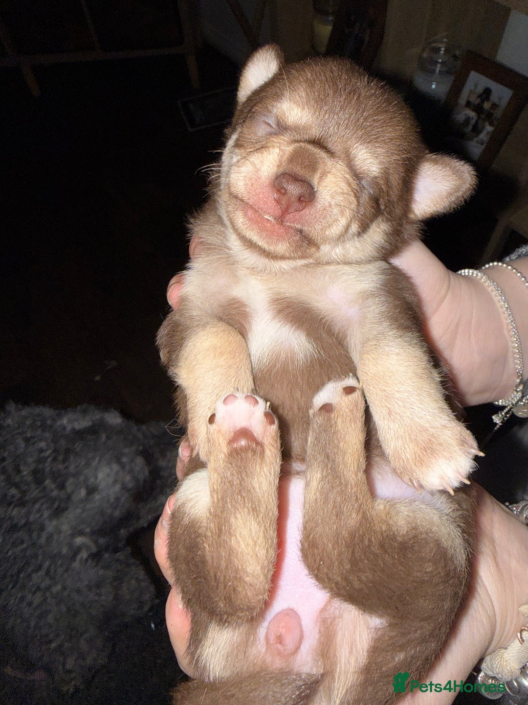 Chihuahua dogs for sale: 2 Female chihuahua puppies  - Advert 12