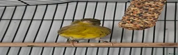 Canaries birds for sale: 1 female and 3 male canaries for sale in Aberdeen - Advert 1