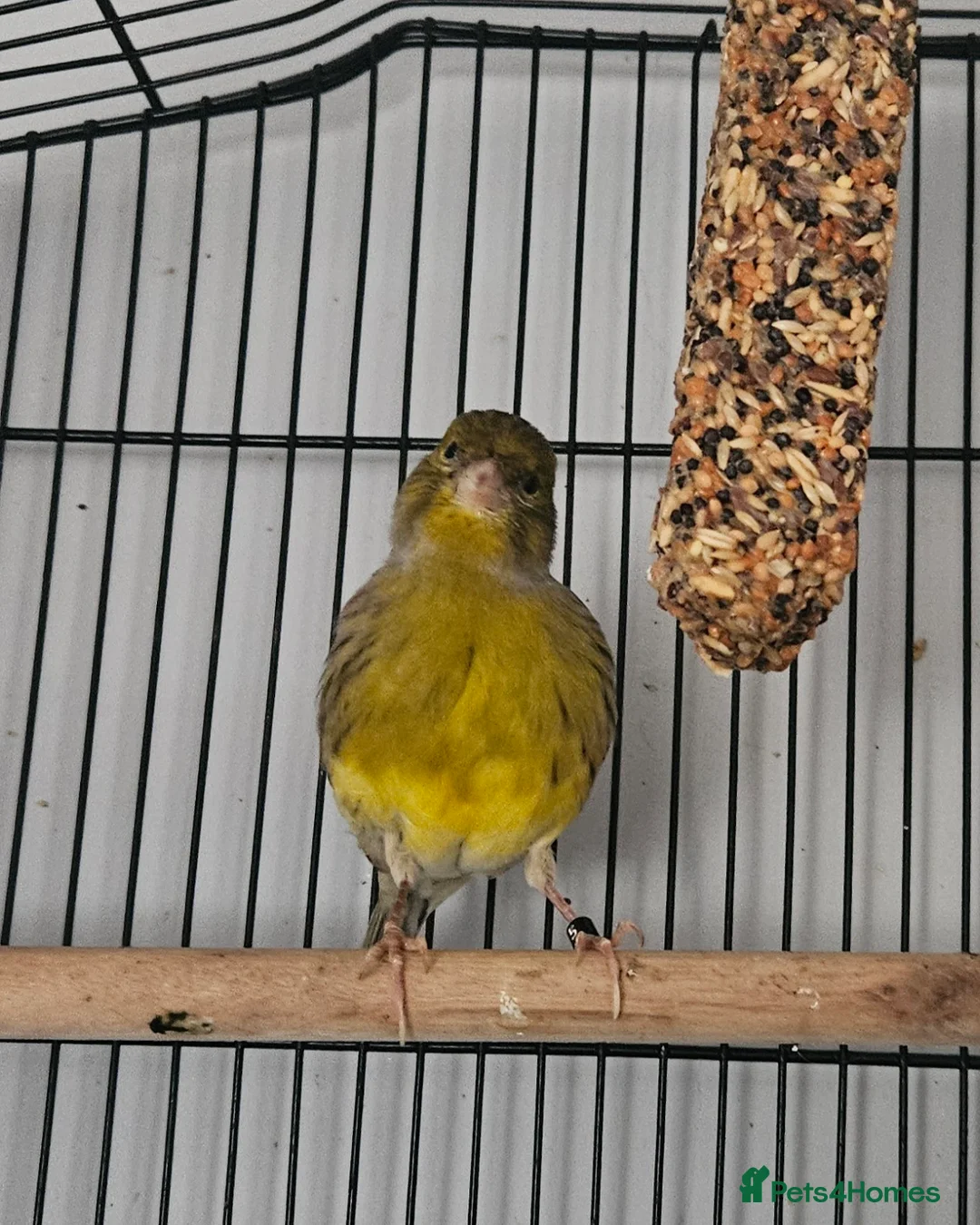 Canaries birds for sale: 1 female and 3 male canaries for sale in Aberdeen - Advert 1
