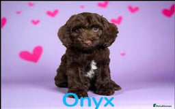 Cockapoo dogs for sale: ⭐️READY NOW⭐️Stunning DNA clear C f1 choc  - Image 1