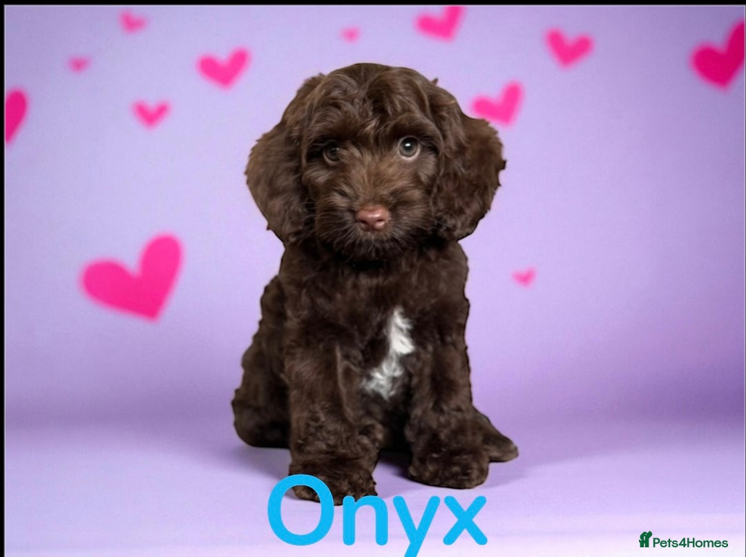Cockapoo dogs for sale: ⭐️READY NOW⭐️Stunning DNA clear C f1 choc  - Image 1