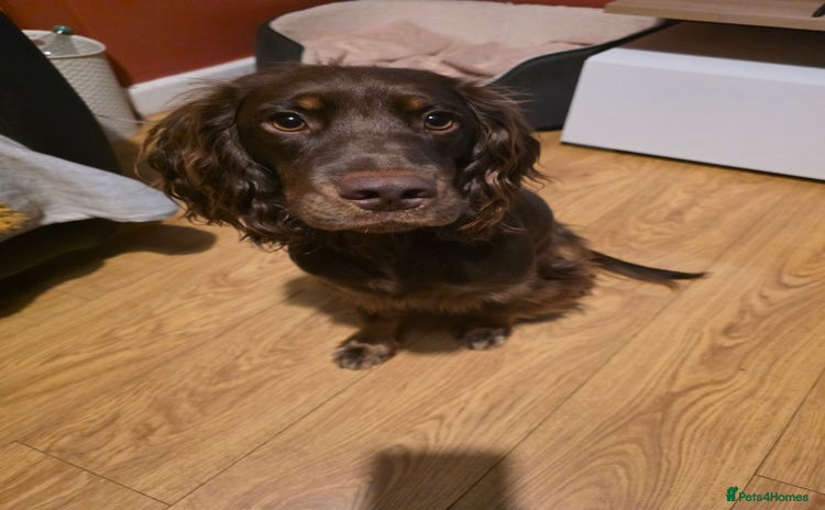 Cocker Spaniel dogs - Advert 13