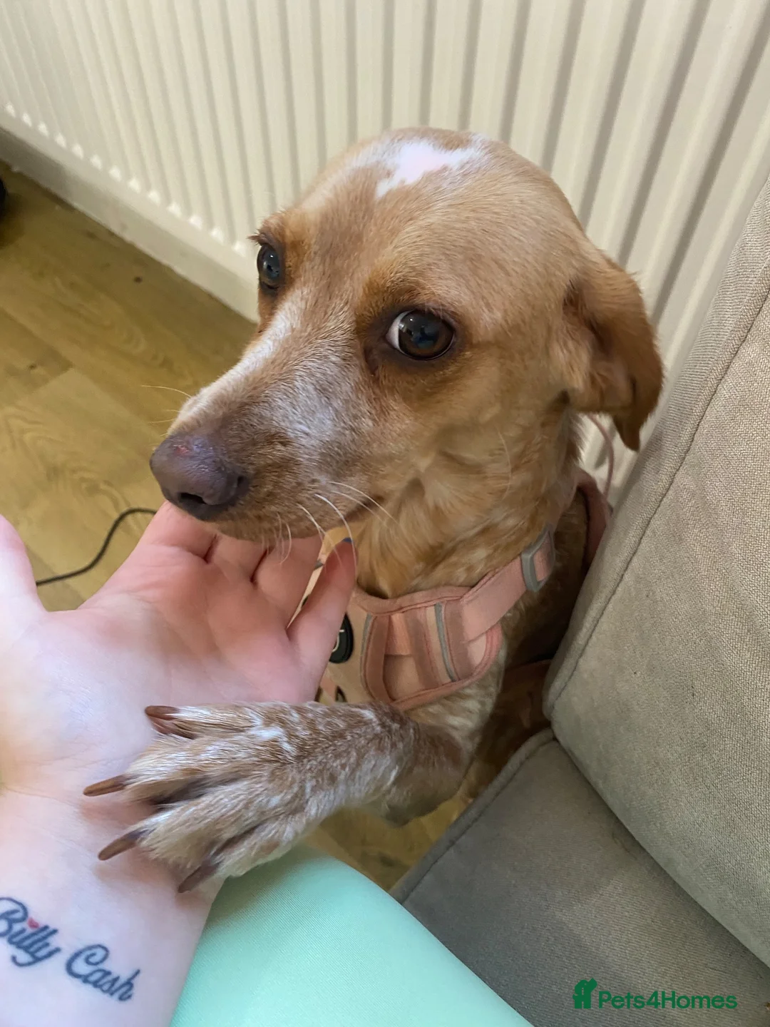 Bocker dogs for sale: 14 month old girl dog beautiful unique colour  in Swanley - Advert 5