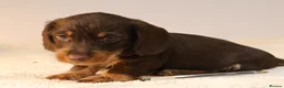 Miniature Dachshund dogs for sale: Choco+Wirehaired+5*Licensed+Kc+Praclear+Vetchecked - Advert 2