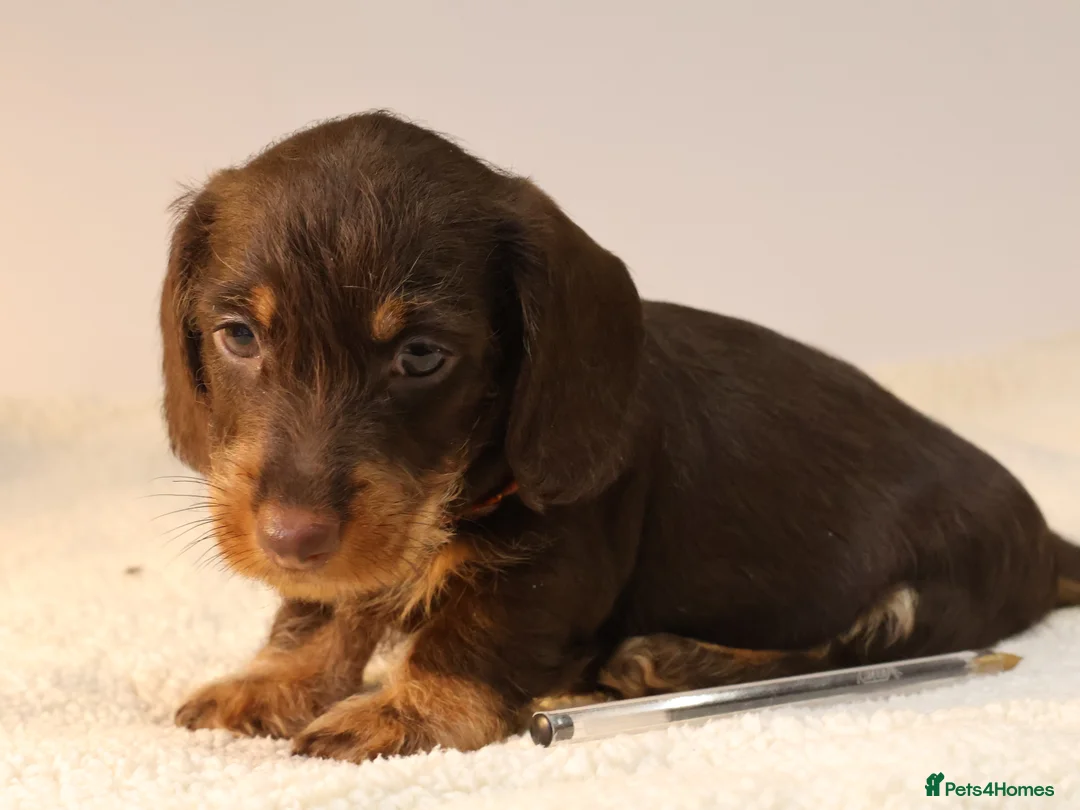 Miniature Dachshund dogs for sale: Choco+Wirehaired+5*Licensed+Kc+Praclear+Vetchecked - Advert 2