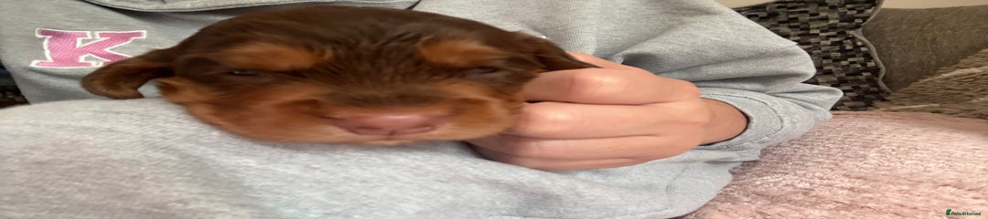Sprocker Puppy 9