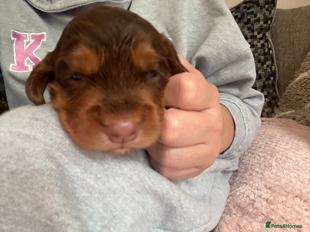Sprocker dogs for sale: Beautiful Sprocker puppies  - Image 23