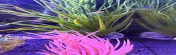 Mollies fish for sale: Balloon molly babies - Advert 6