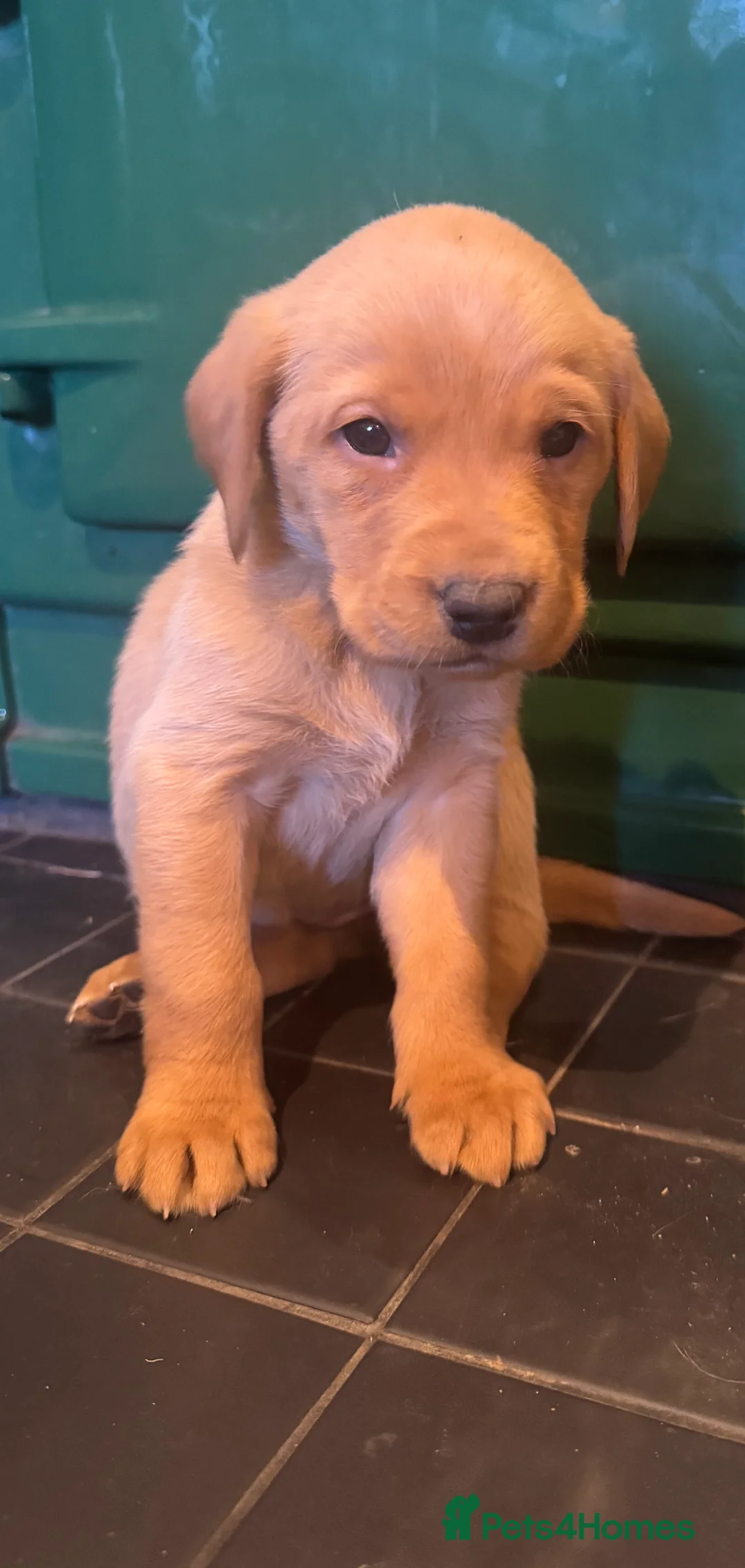 Labrador Retriever dogs for sale: Beautiful KC registered Labrador Retrievers - Advert 13