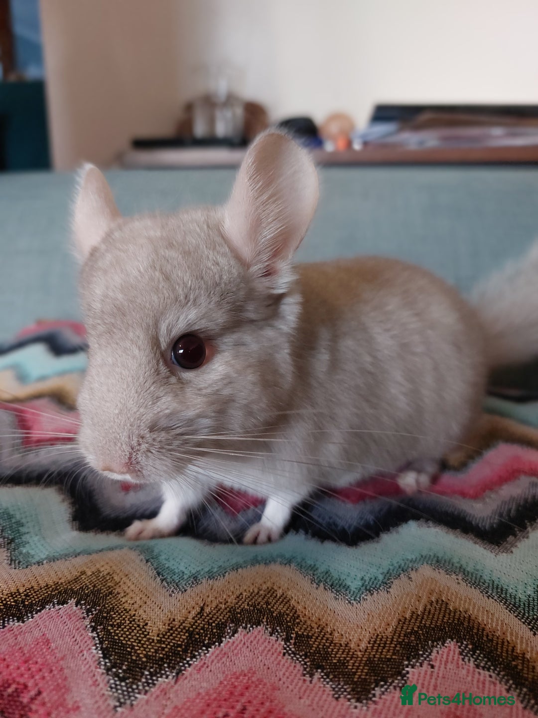 Chinchilla rodents for sale: Chinchilla babies beige boys - Image 4