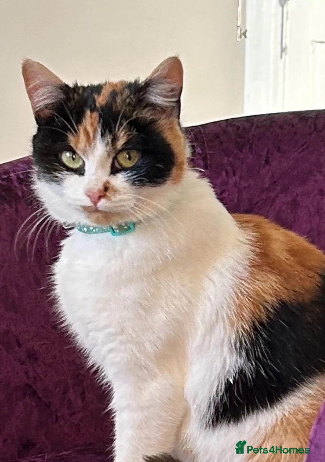 Mixed Breed cats for sale: Lovely, happy & friendly litter of kittens - Advert 9