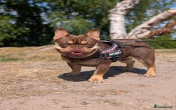 French Bulldog dogs for stud: PINKCREDIBLE - Image 2