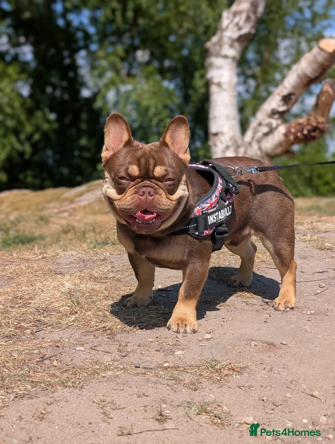 French Bulldog dogs for stud: PINKCREDIBLE - Advert 2