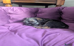 Border Terrier dogs for sale: HOME BRED GRIZZLY BORDER BOYS - Image 10